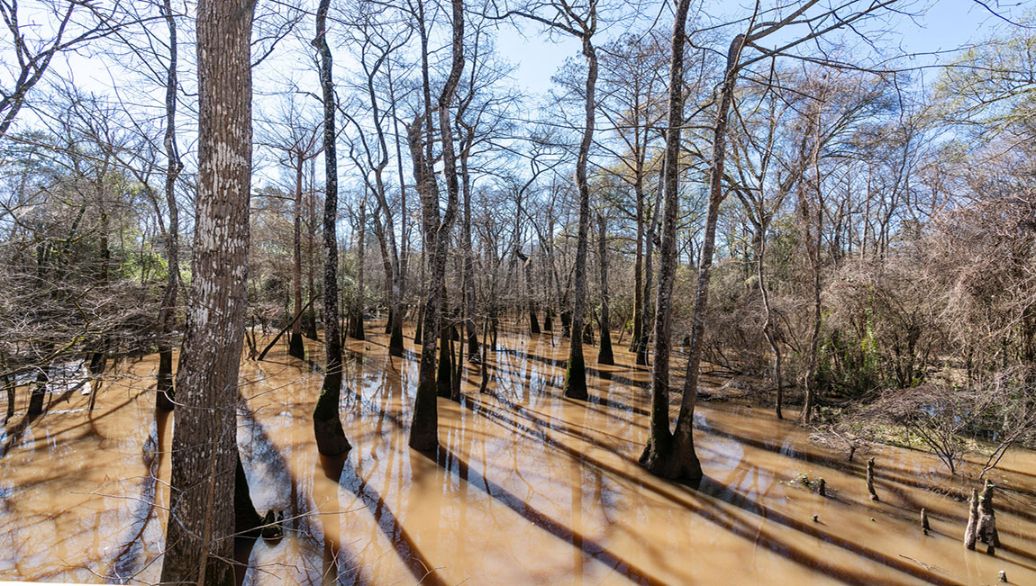 New Homes in Cypress Reserve Ponchatoula, Louisiana D.R. Horton