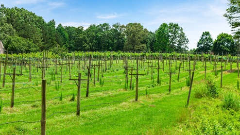 Vineyard with lush greenery near community.