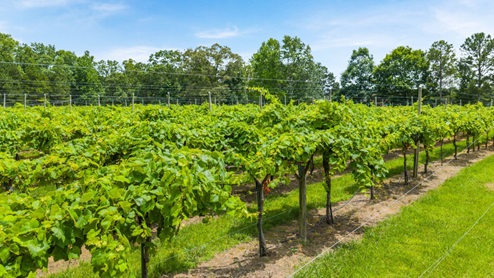 Vineyard with lush greenery near community.