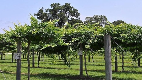 What a great little winery with a surprisingly large selection of good wines! The tasting room is small, but beautifully decorated with art and items for sale.