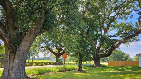 Ponder Place view of lovely oak trees.