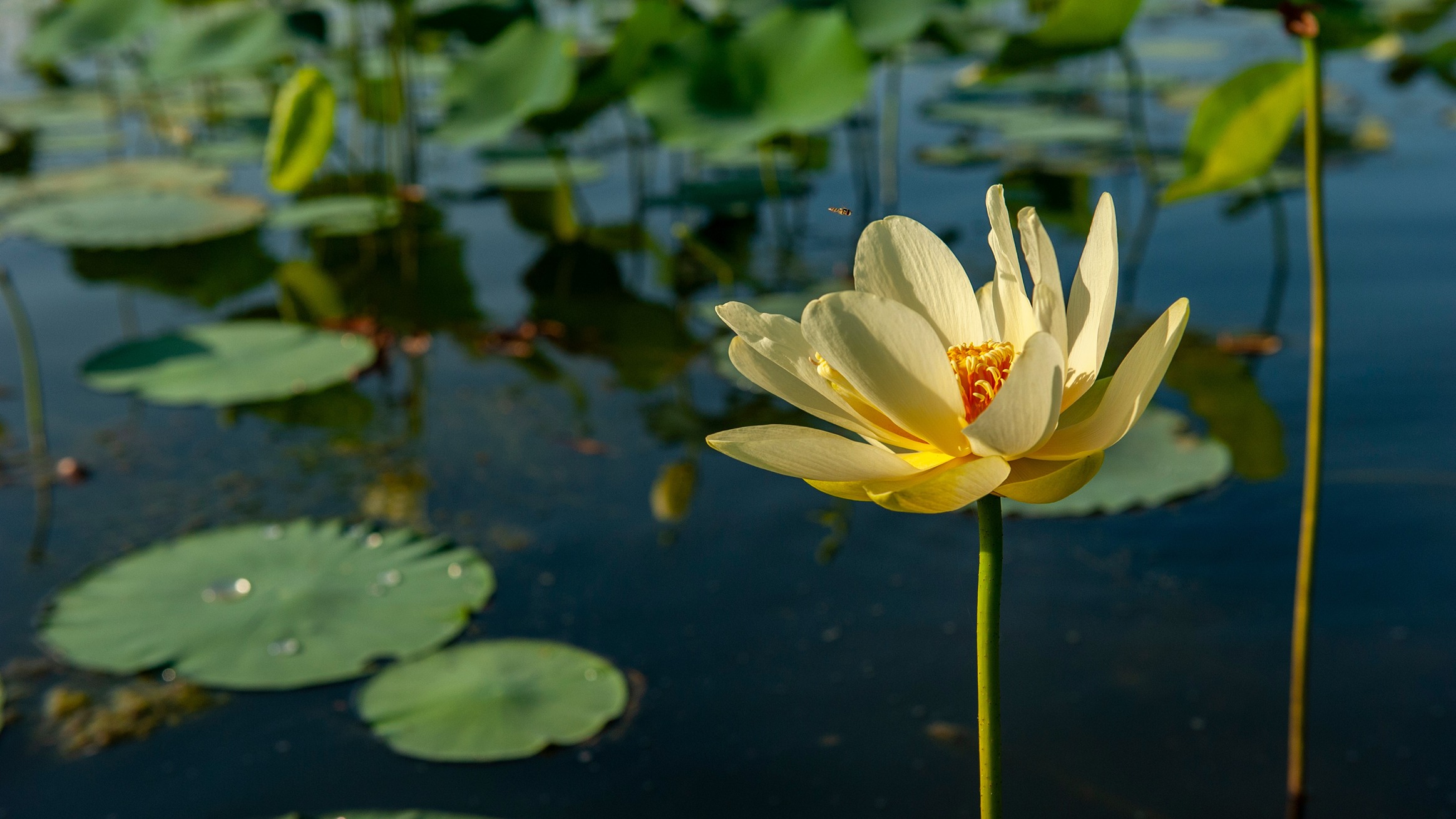Beautiful scenery and natural wildlife in Baldwin County, Alabama.
