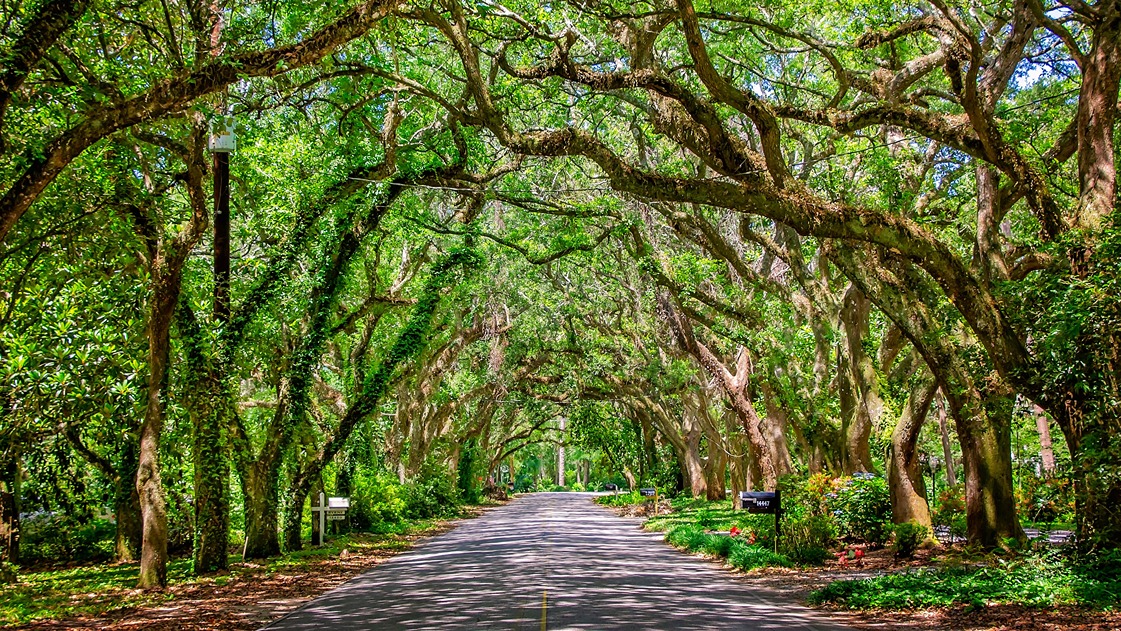 Beautiful scenery and natural wildlife in Baldwin County, Alabama.