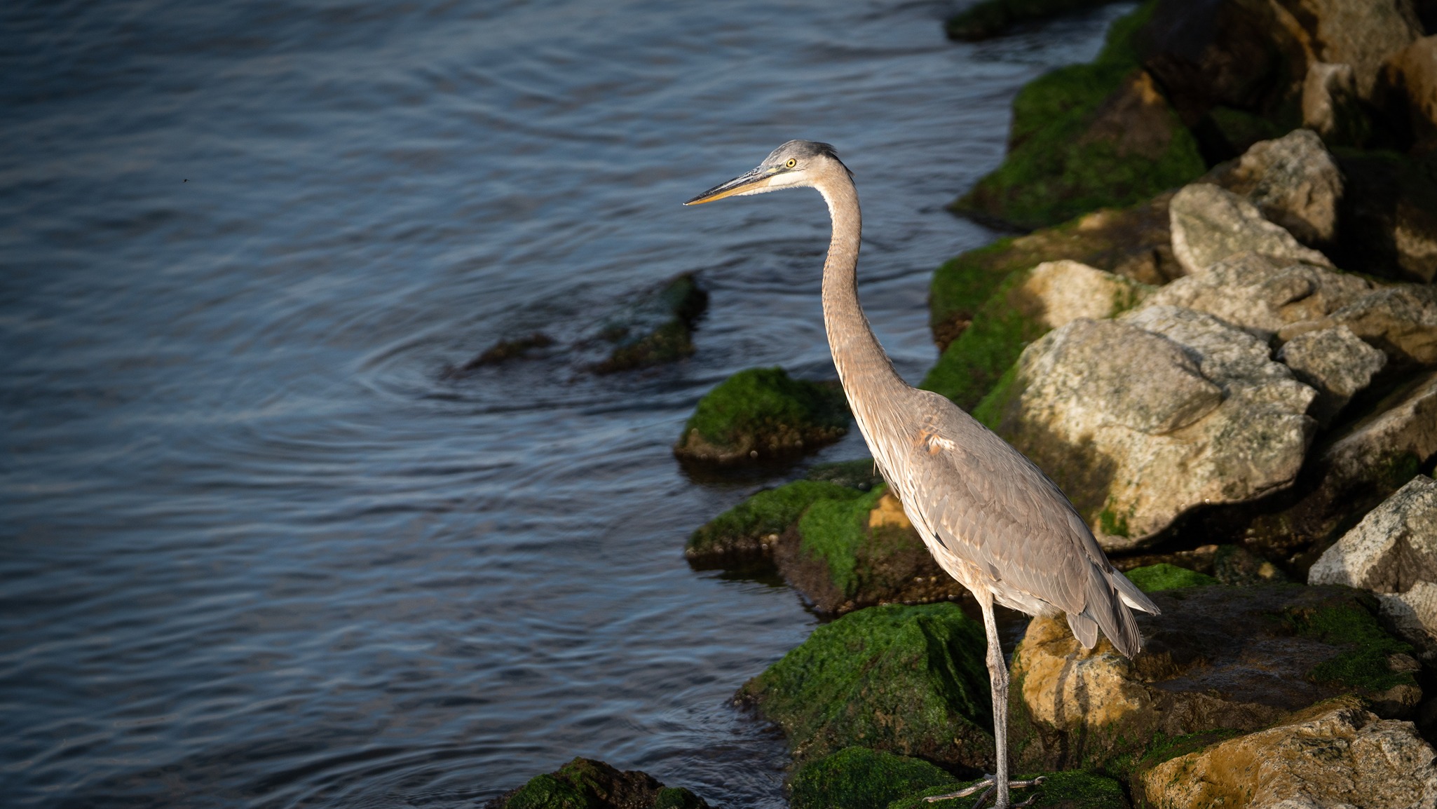 Beautiful scenery and natural wildlife in Baldwin County, Alabama.