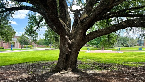tree on southeastern campus