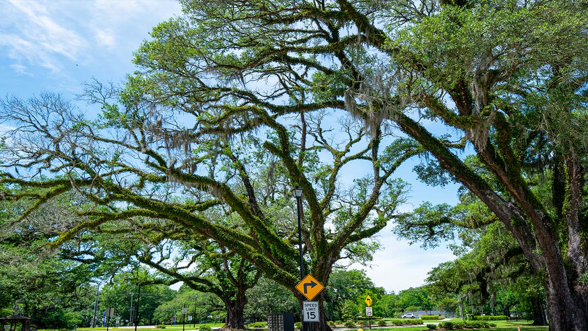 tree-lined streets