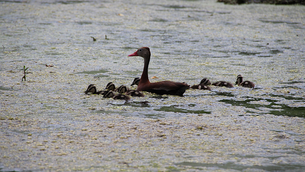 ducks in pond