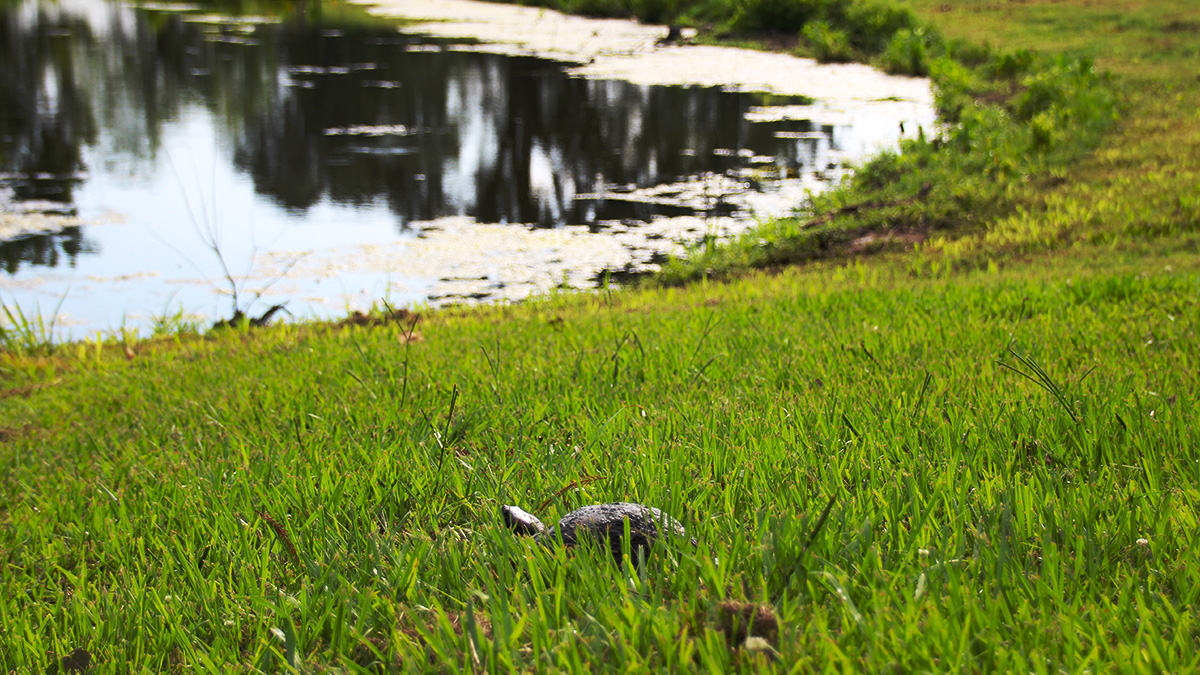 turtle near pond
