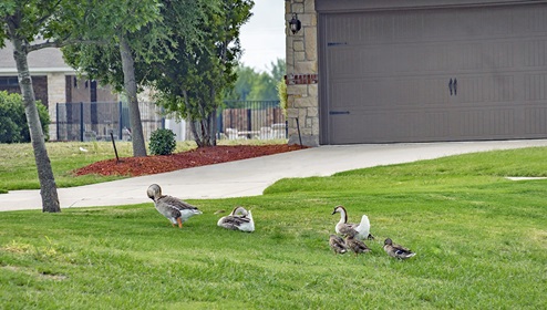 Verandah Express Model Garage w ducks