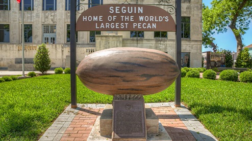 Largest Pecan in Seguin