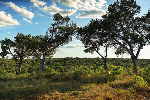 Three Creeks Colt Creek Belton TX.
