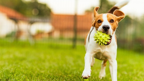 dog park at Sunterra Lakes
