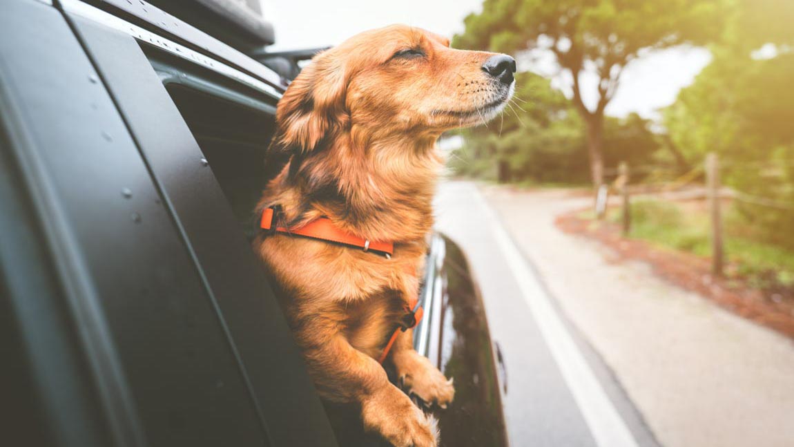 Maple Reserve by D.R. Horton