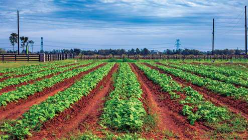 harvest green farm