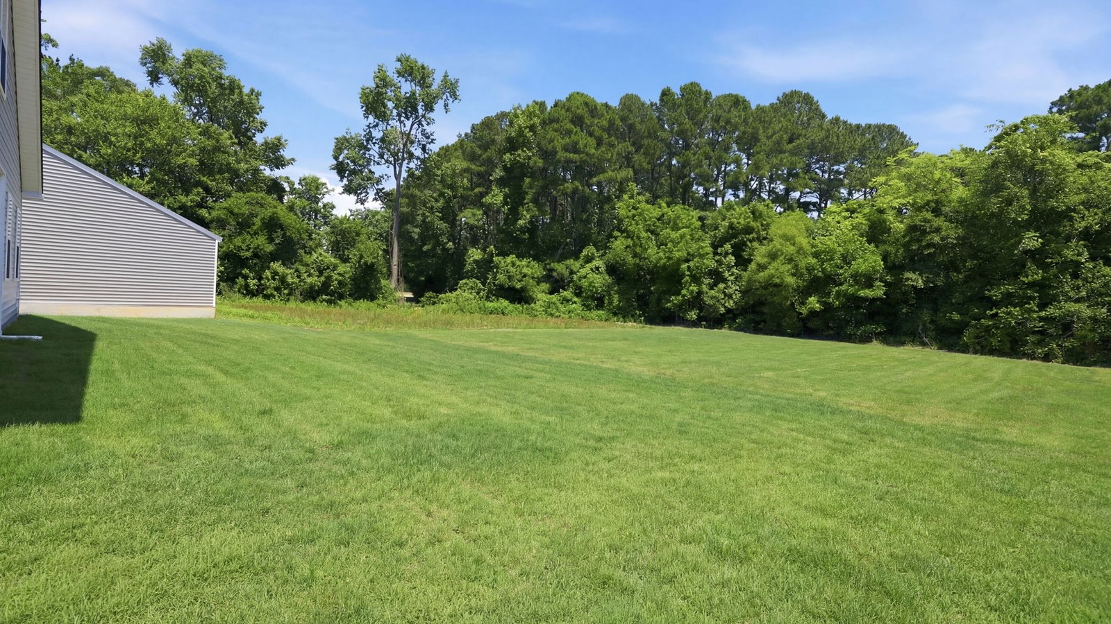 view of the back yard