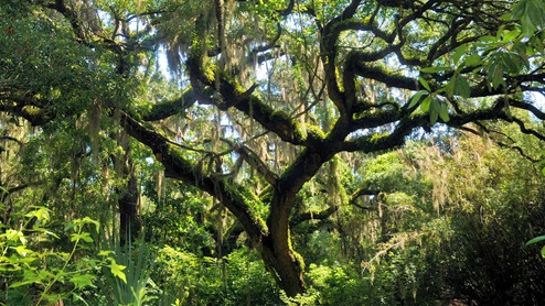 Rookery