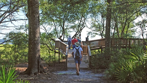 Canopy Oaks