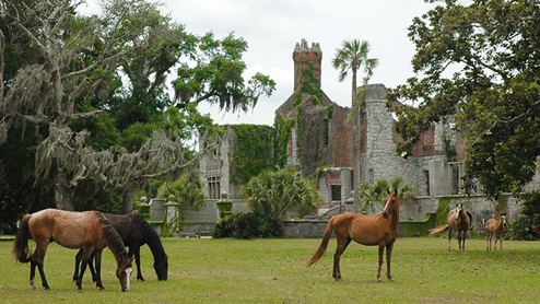 Canopy Oaks