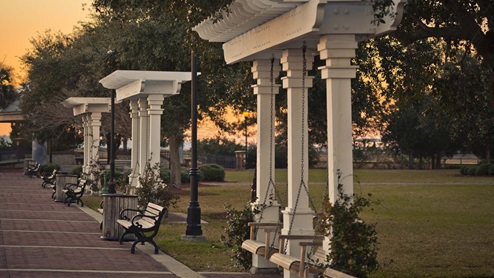 Canopy Oaks