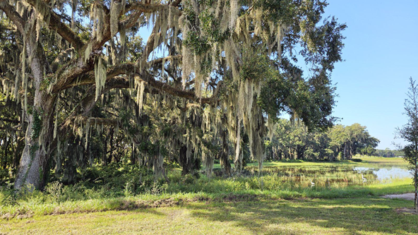 Native trees in nearby preserve