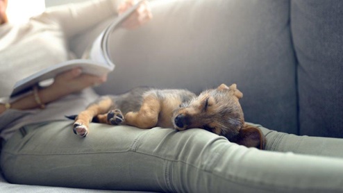 Puppy Napping
