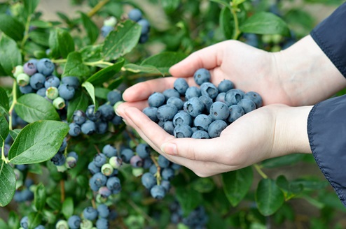 Image of person picking blueberries