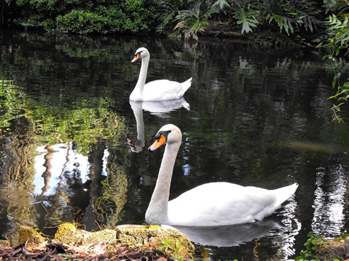 Image of Swans at Bok Tower Gardens