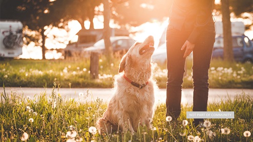 stock photo of a golden retriever