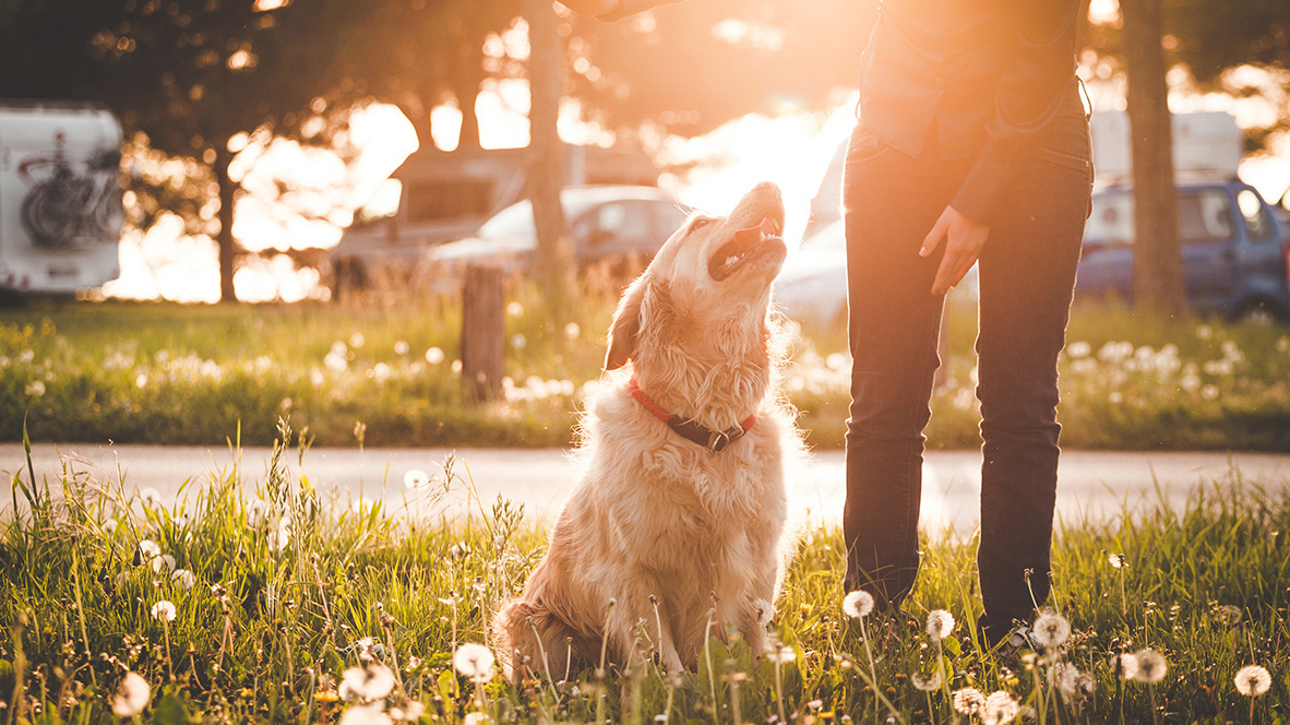 dog and man in a sunny grass field