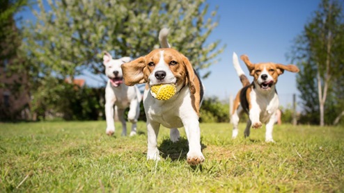 dogs playing with tennis ball in grass