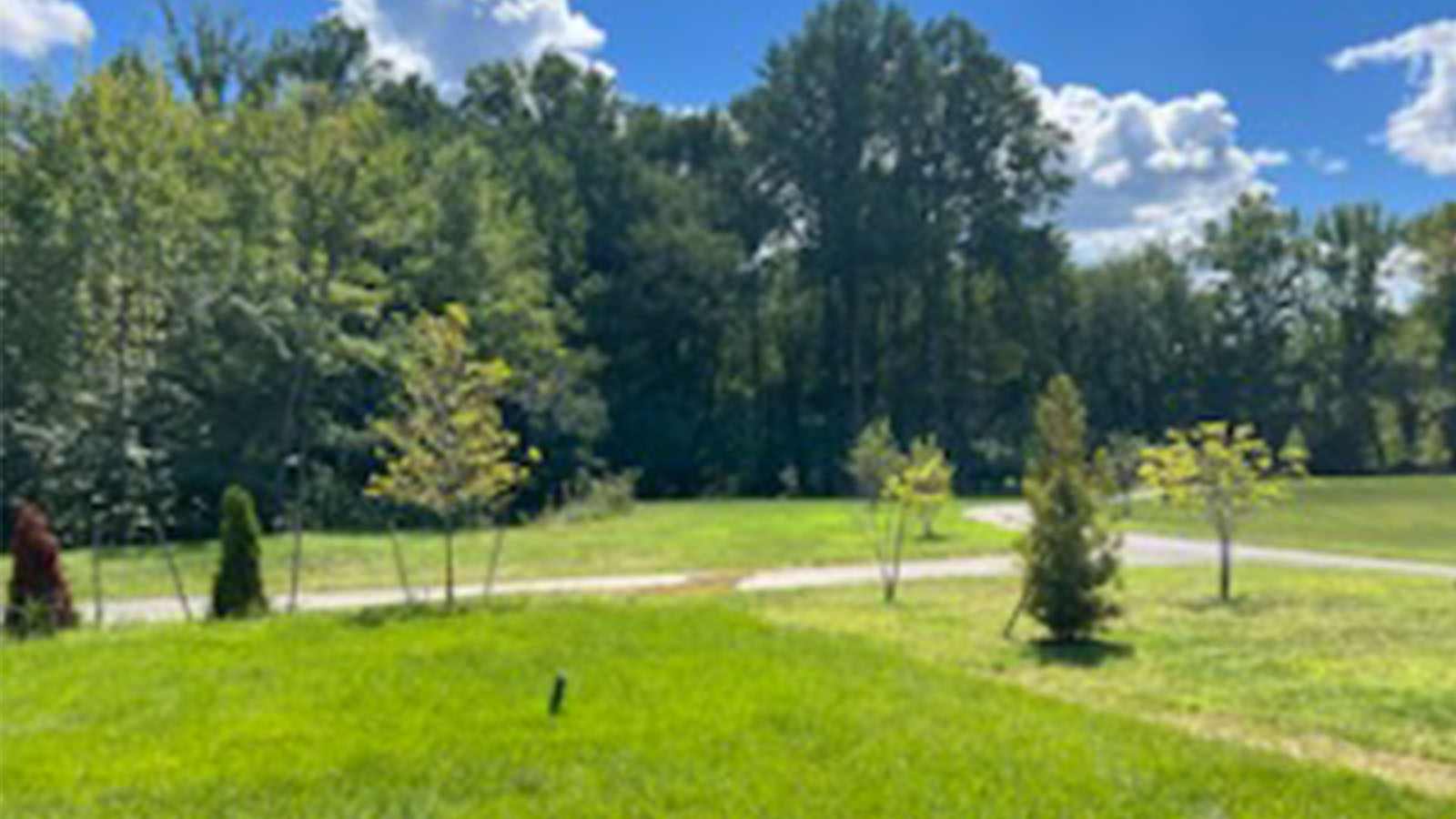 spacious tree lined yard