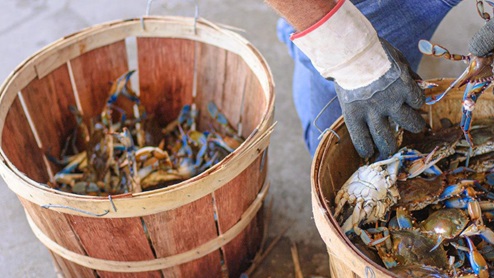 Cracking Maryland Blue Crabs