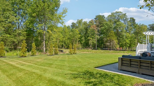 wooded backyard