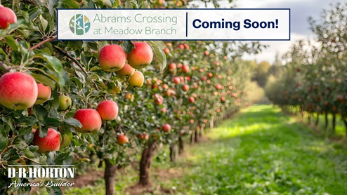Apple Orchard