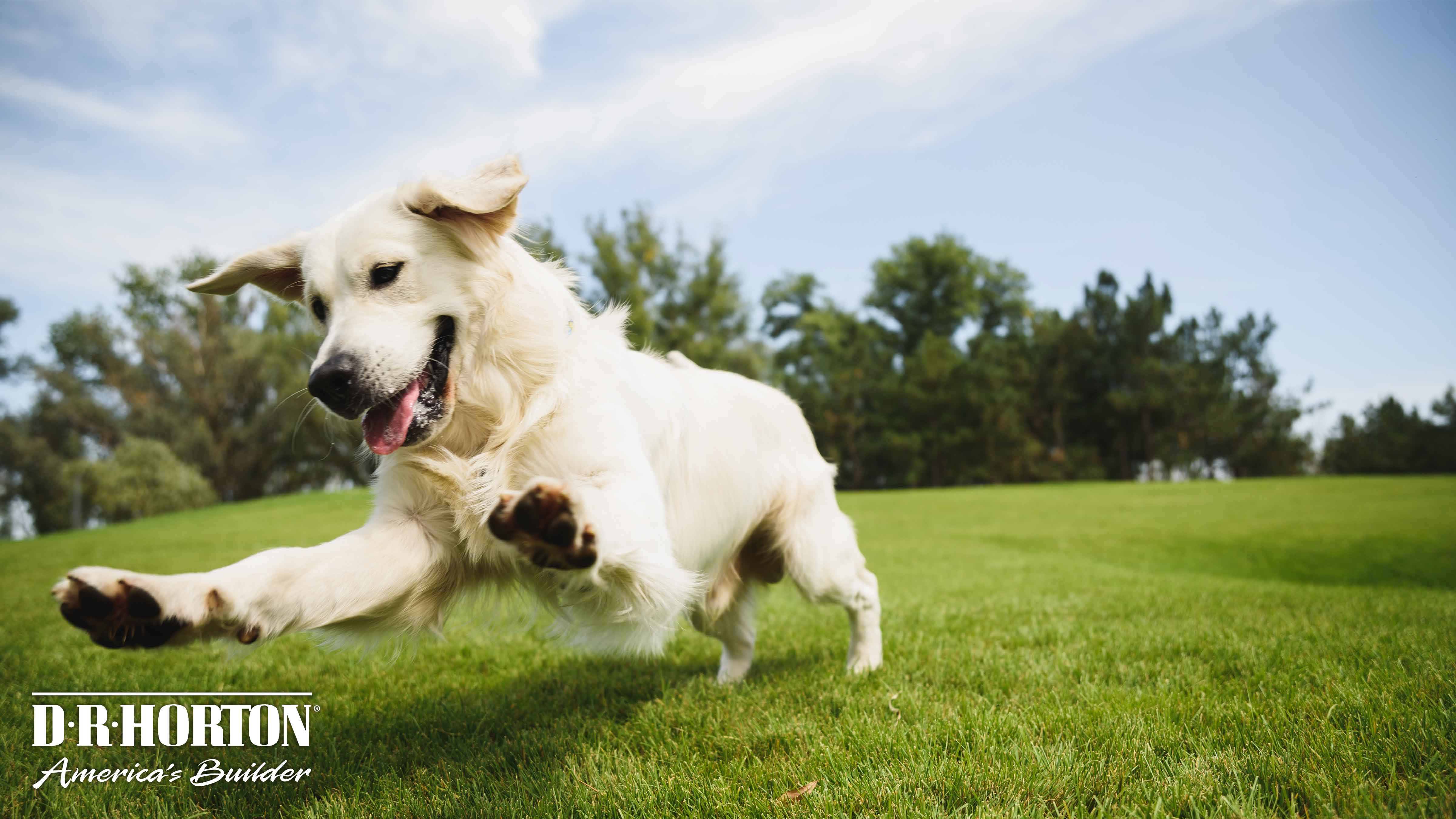 Puppy Playing in Front Royal