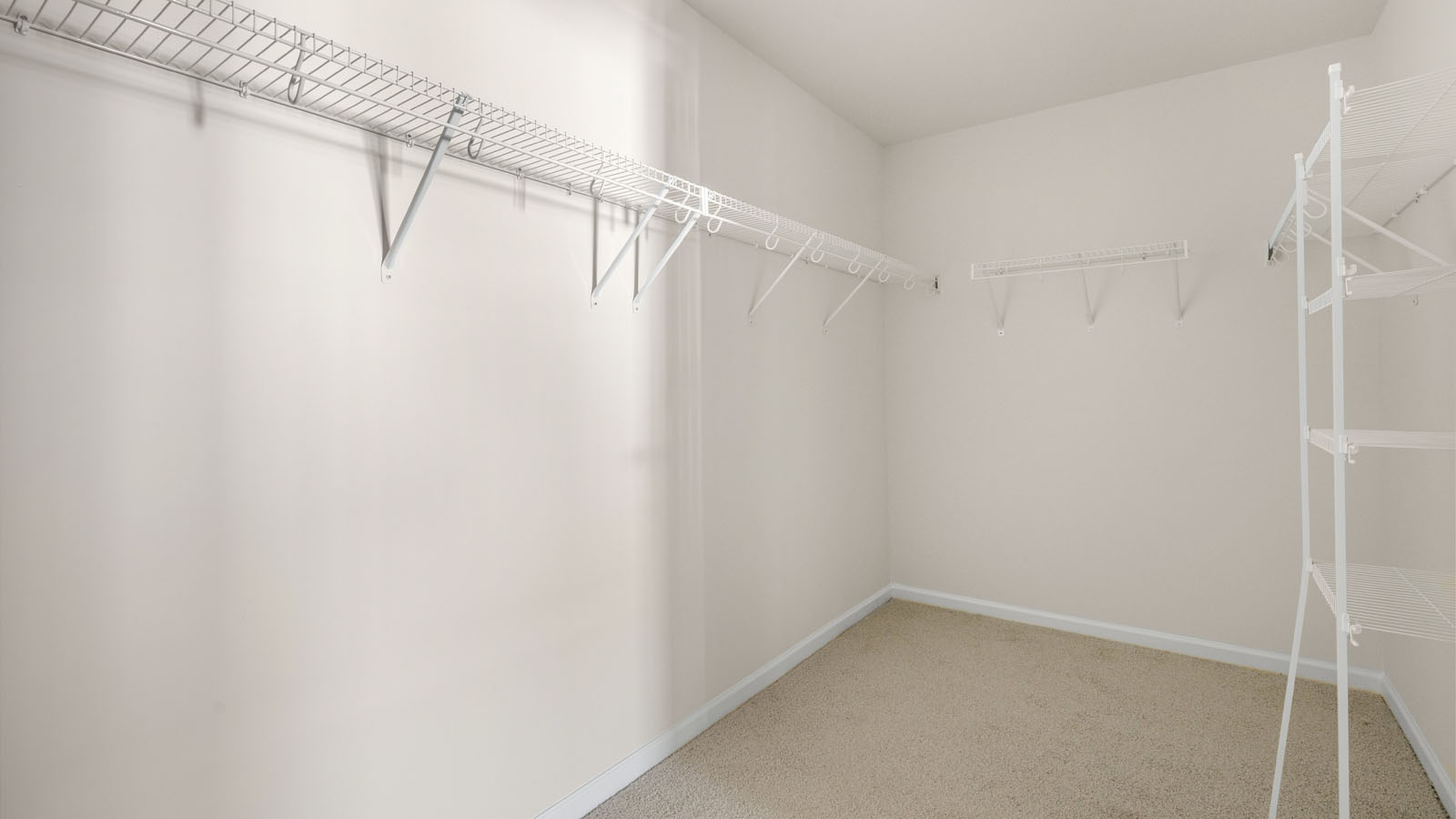 walk-in closet with carpet flooring