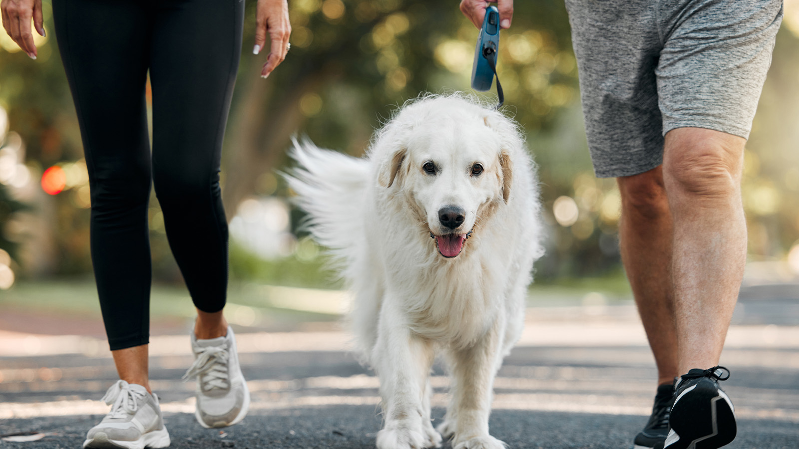 dog walking