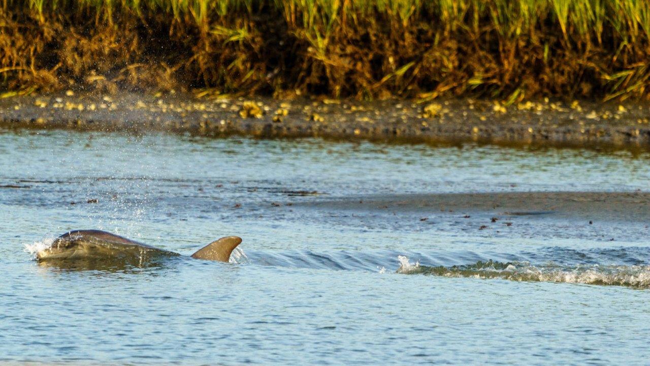 dolphin watching