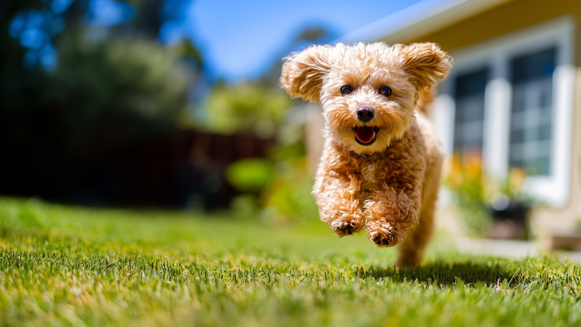 Small dog running through a grassy backyard, highlighting the pet-friendly lifestyle available at Cypress Landing in Hardeeville