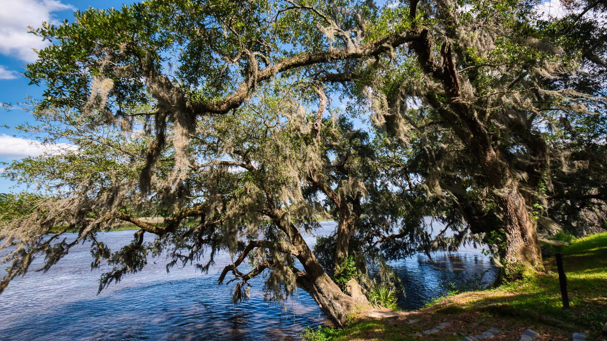 Majestic live oak trees draped with Spanish moss overlooking the water near Cypress Landing in Hardeeville, showcasing the beauty of the South Carolina Lowcountry