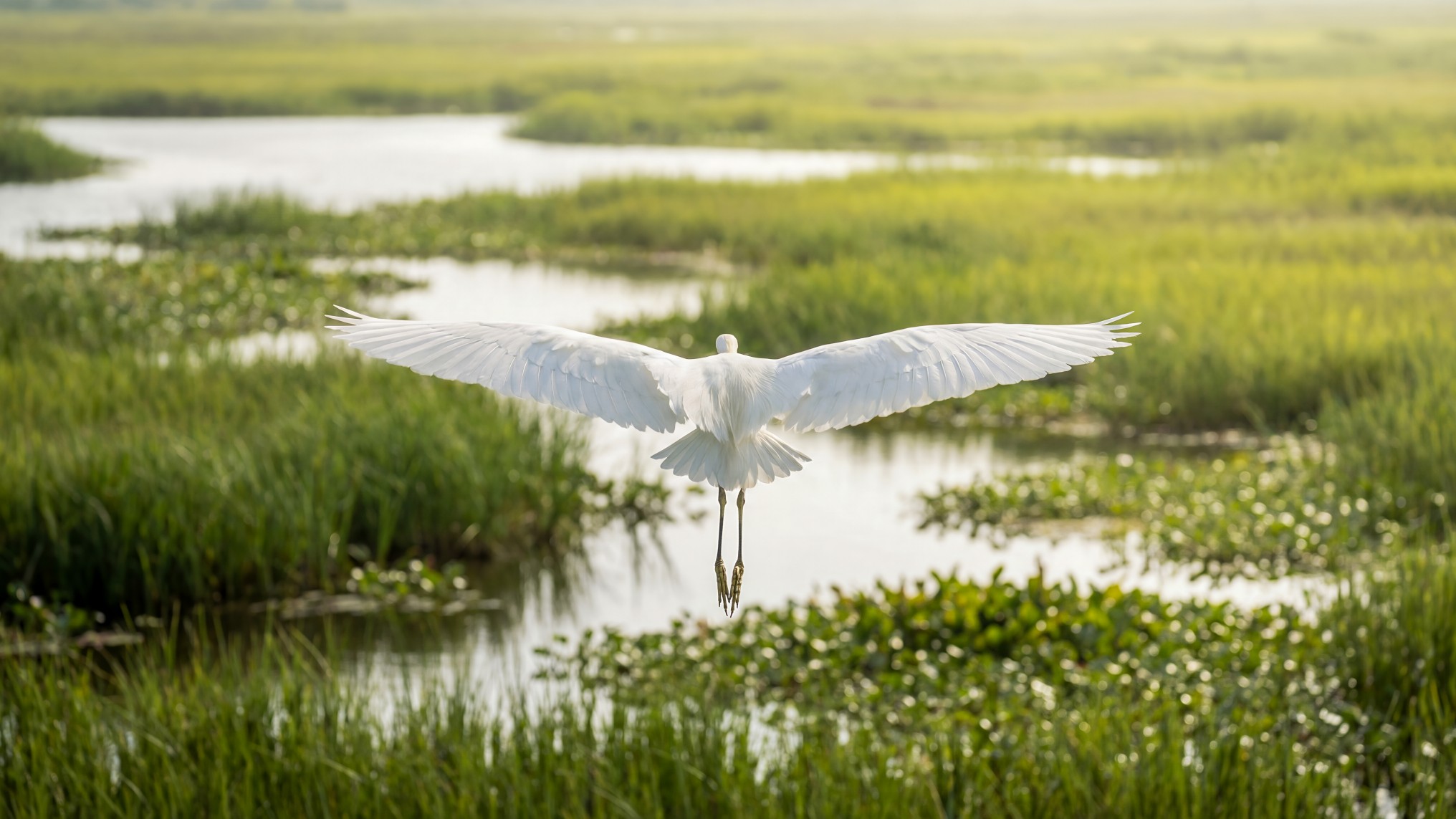 White egret soaring above scenic marshland wetlands near Cypress Landing in Hardeeville, surrounded by native coastal wildlife habitat