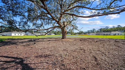 Oak tree
