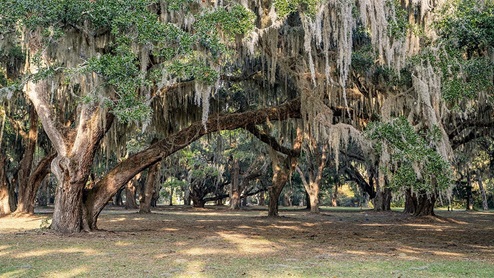 Altama Brunswick GA Live Oak Trees