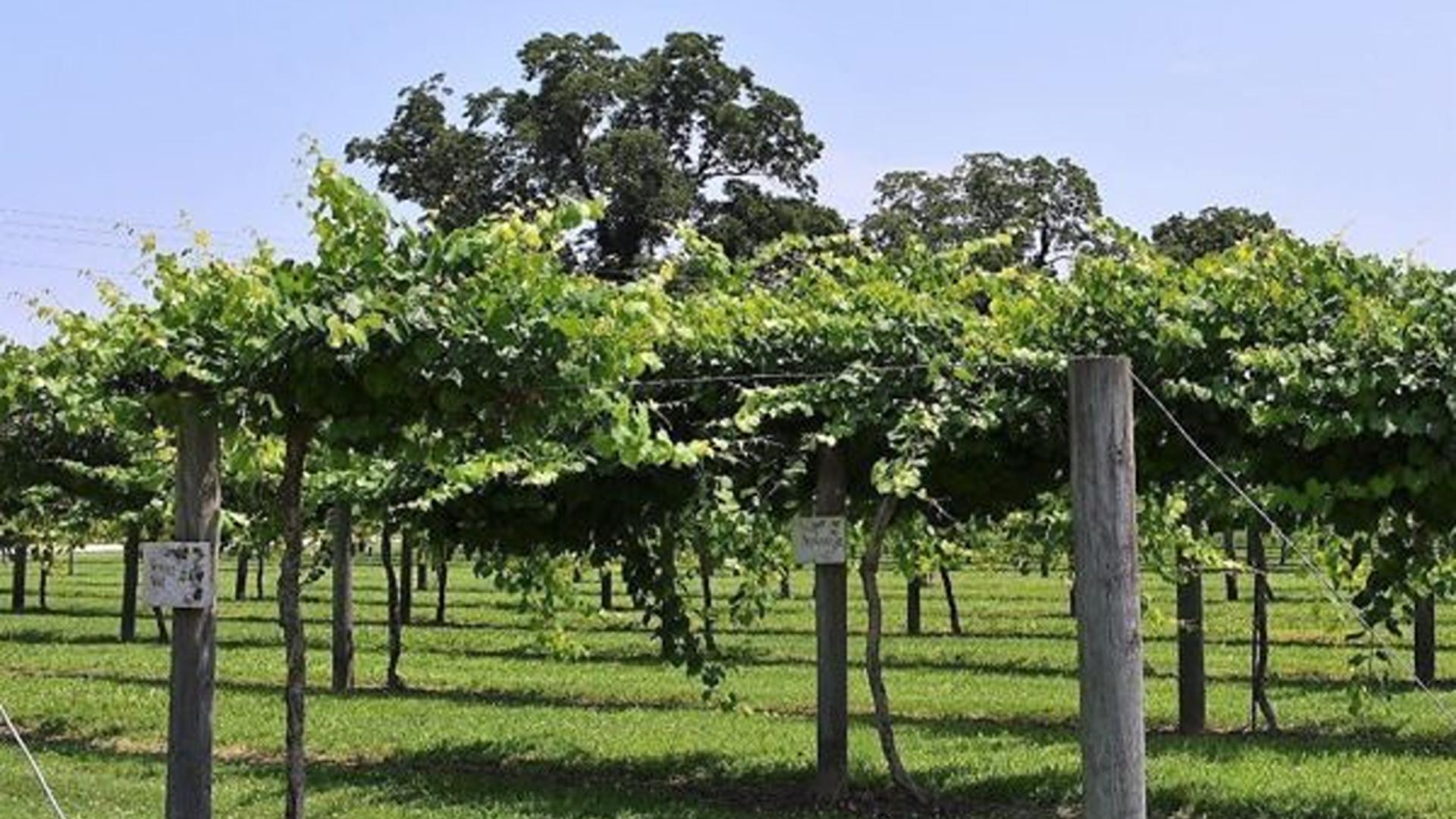 Caspian Ridge is located less than 3 miles from Hwy 258, giving you a peaceful Richlands setting with easy access to Jacksonville, Camp Lejeune, and surrounding communities