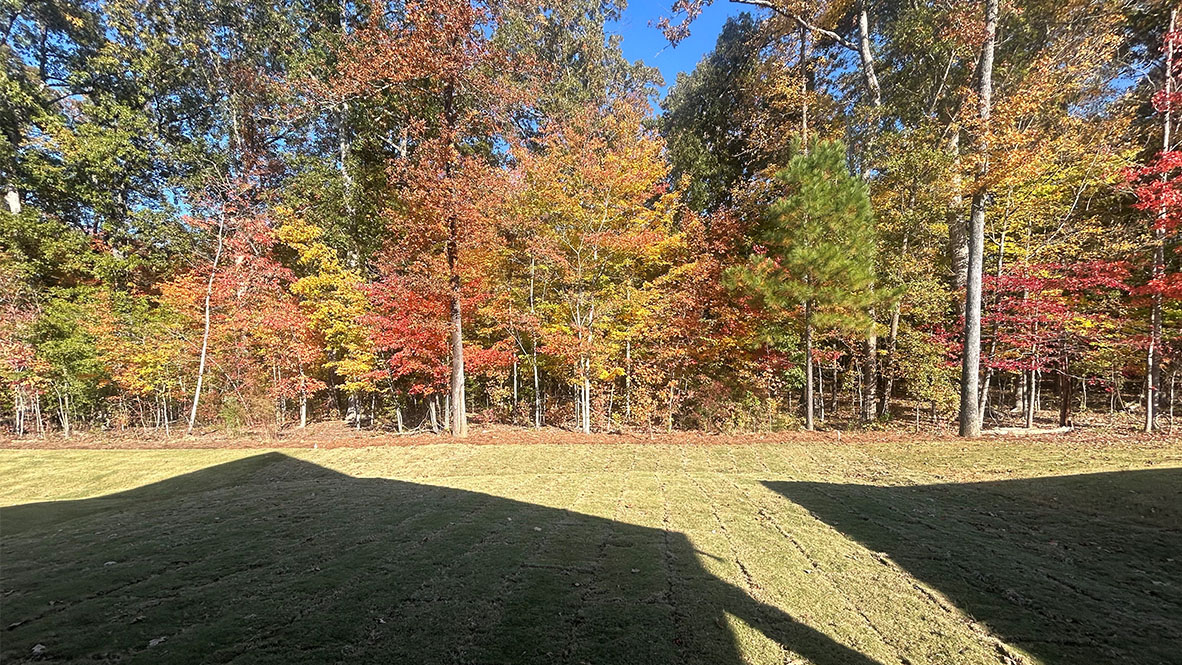 Backyard backing up to the wood line for privacy