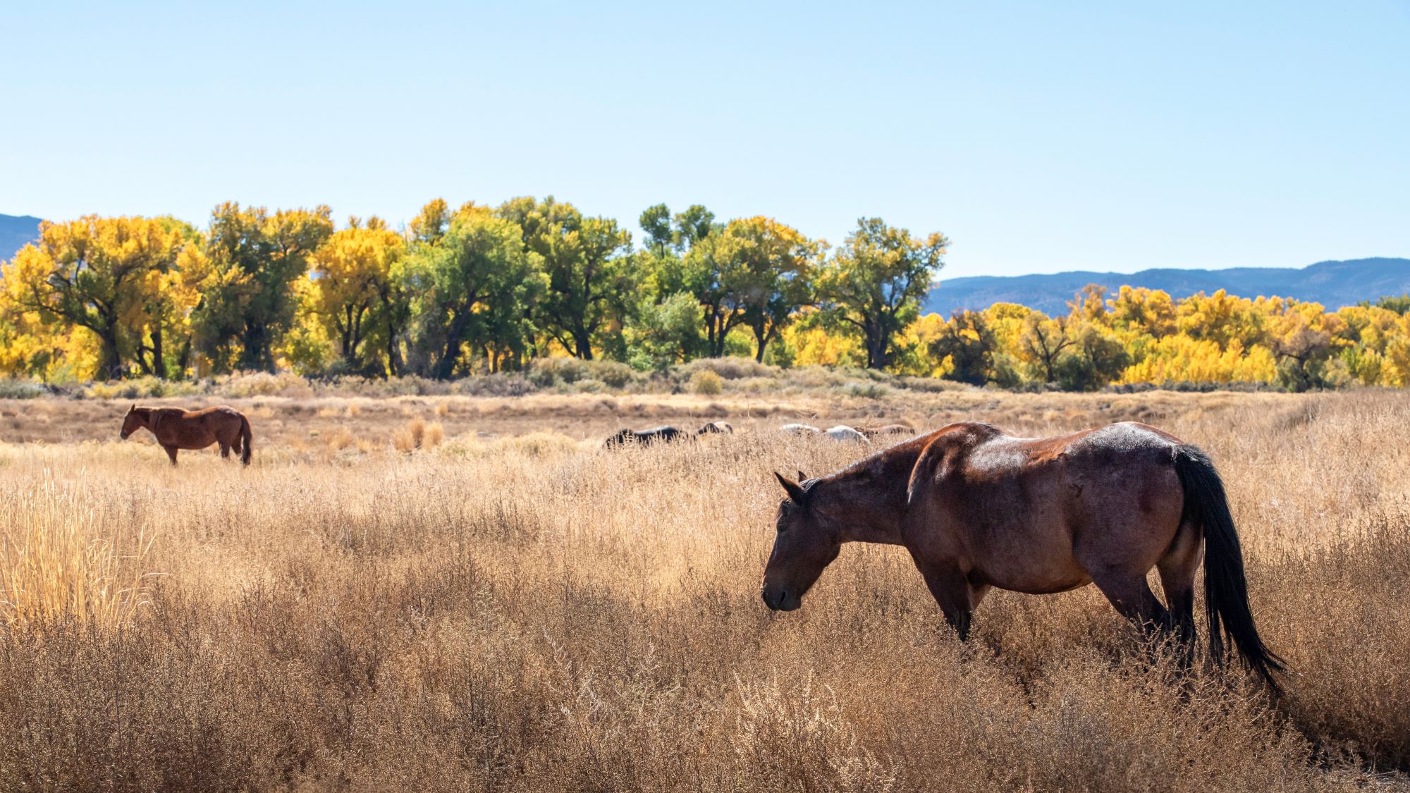 Photos of the horses near the Woodbridge community