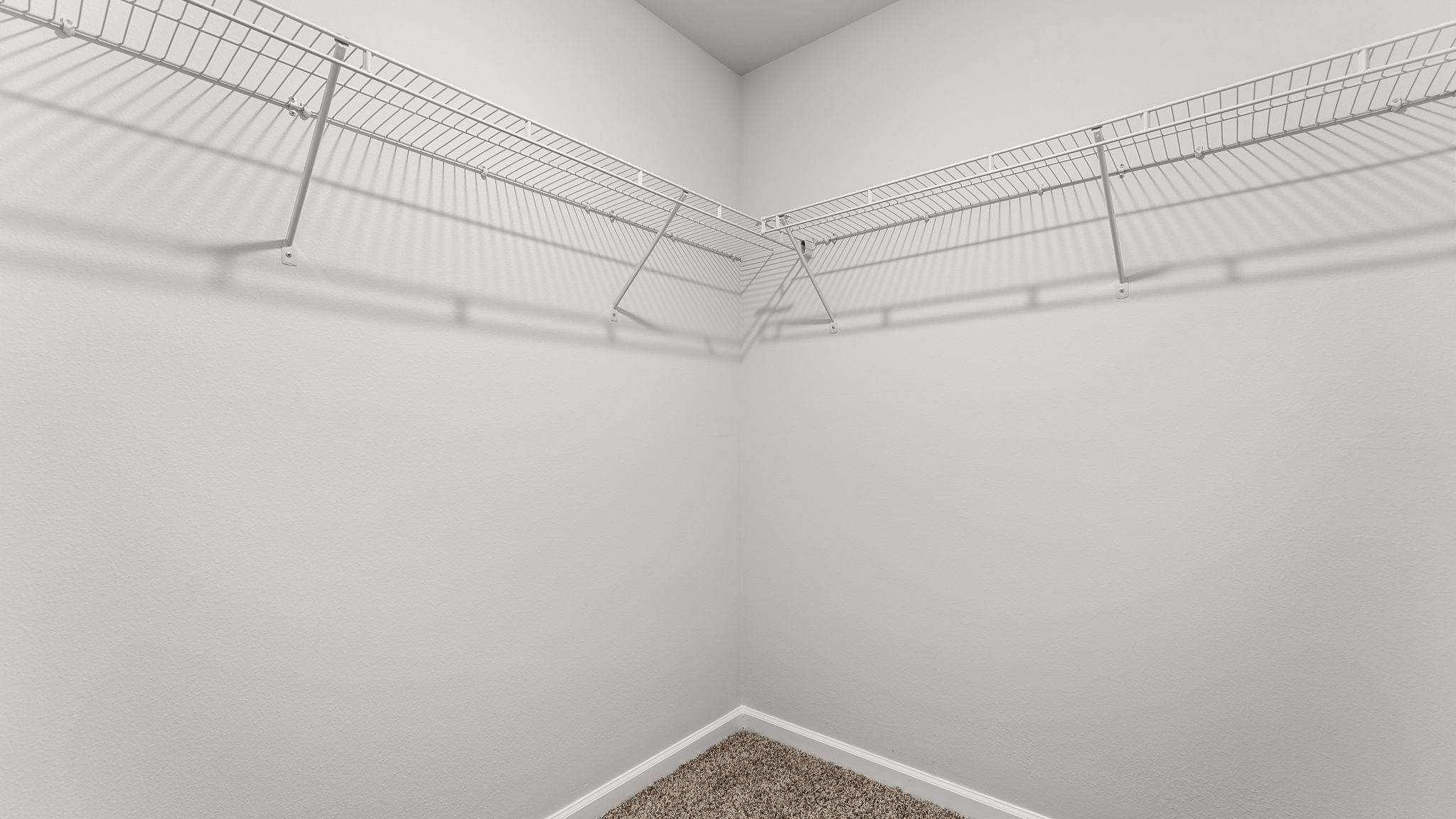 Walk in closet with carpet flooring and ventilated shelving.