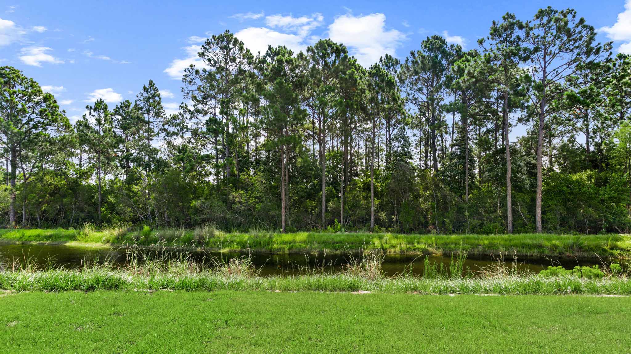 Back yard view.