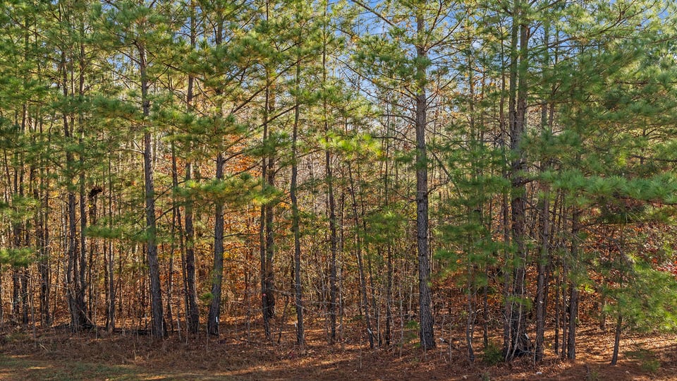View of backyard drop.