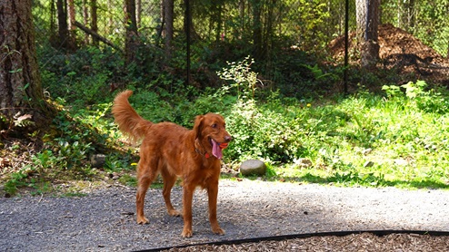 dog park